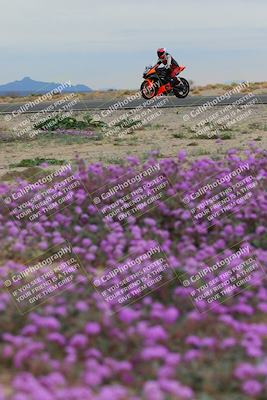 media/Jan-14-2023-SoCal Trackdays (Sat) [[497694156f]]/Turn 14 Exit Bloomig (145pm)/